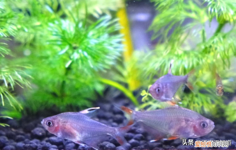家里除了猫狗还能养什么宠物，格局打开｜除了猫狗，还可以养什么宠物？