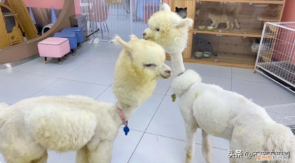 家里除了猫狗还能养什么宠物，格局打开｜除了猫狗，还可以养什么宠物？