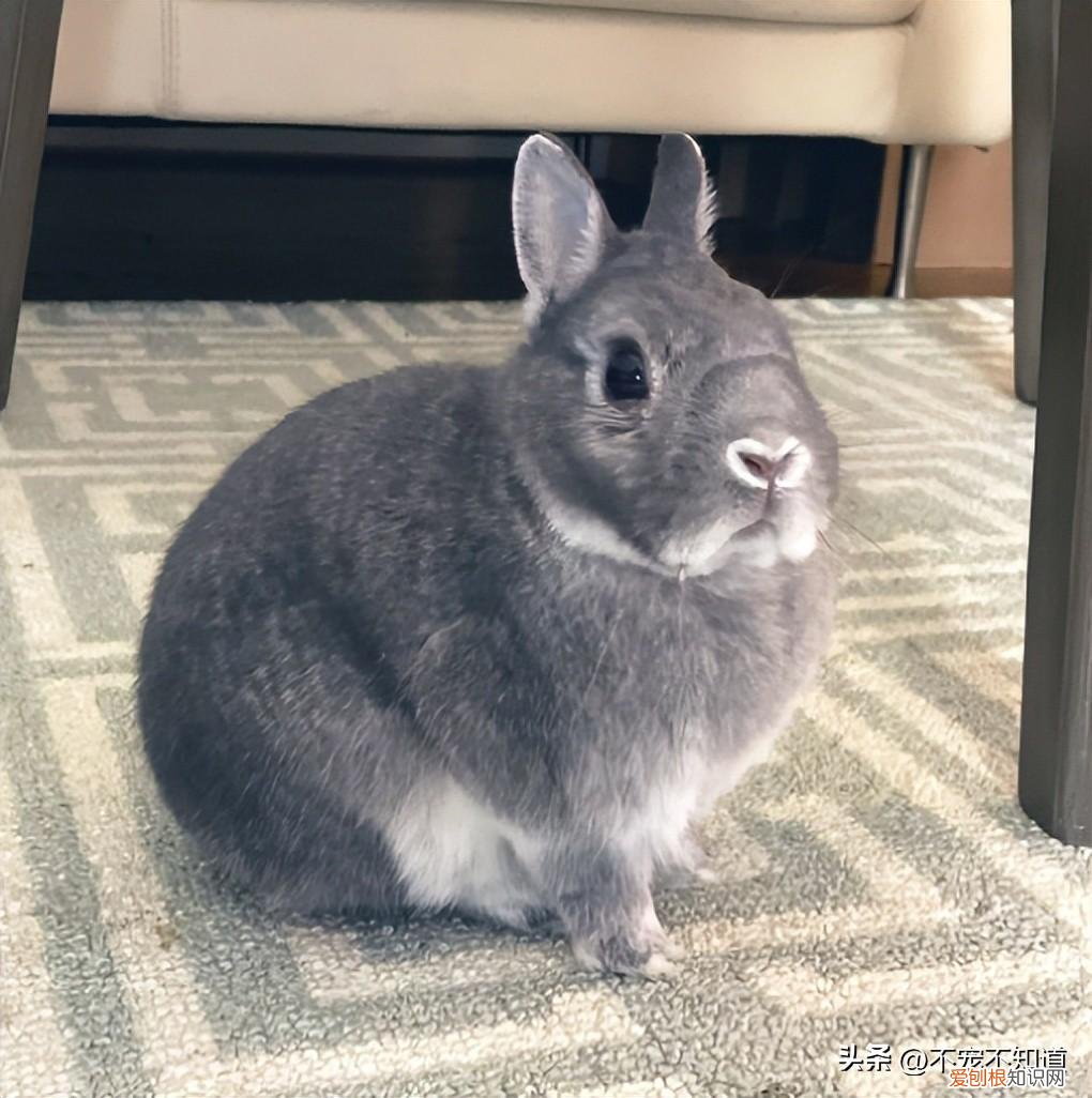 家里除了猫狗还能养什么宠物，格局打开｜除了猫狗，还可以养什么宠物？