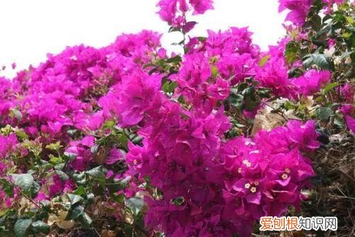 绿化带的三角梅是什么品种，绿化带常见的好看花花叫三角梅~养护得当，高温高湿也能长得很好