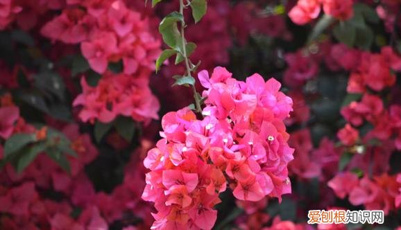 绿化带的三角梅是什么品种，绿化带常见的好看花花叫三角梅~养护得当，高温高湿也能长得很好
