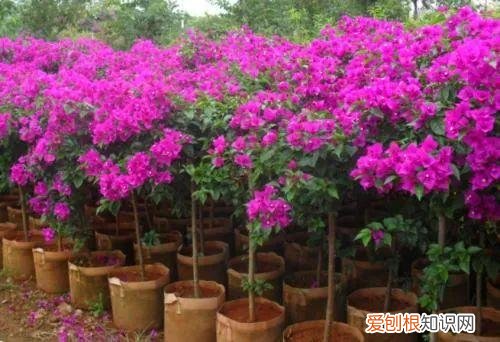 绿化带的三角梅是什么品种，绿化带常见的好看花花叫三角梅~养护得当，高温高湿也能长得很好