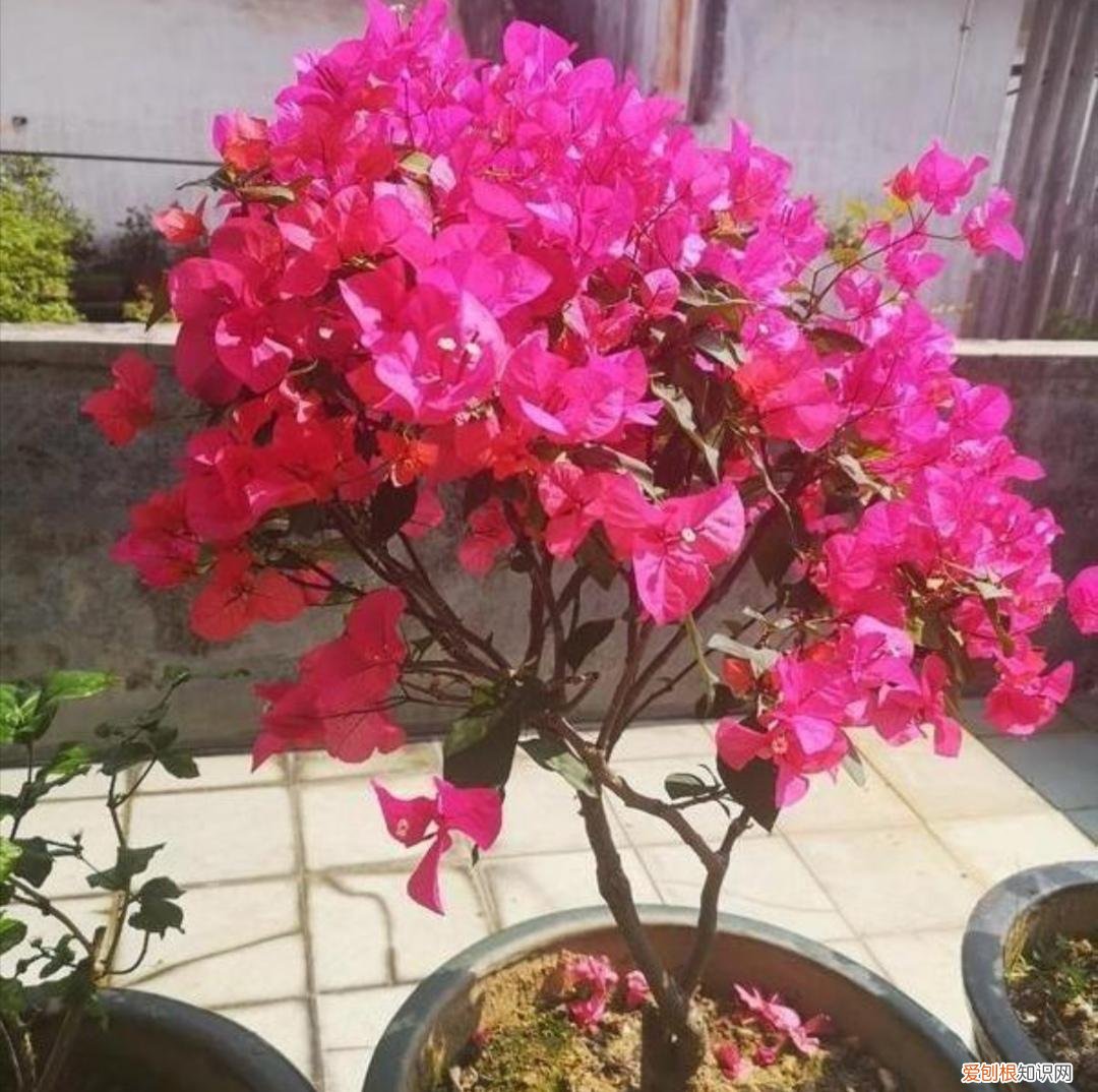三角梅的养法怎么才能让它开花，养三角梅，记住3个“小技巧”，让它花开满盆