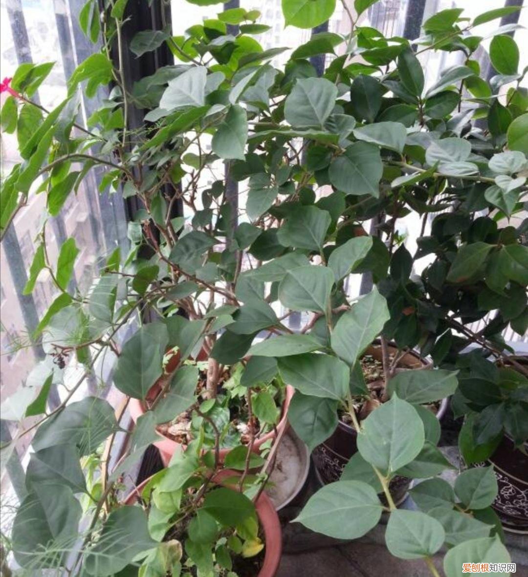 三角梅的养法怎么才能让它开花，养三角梅，记住3个“小技巧”，让它花开满盆