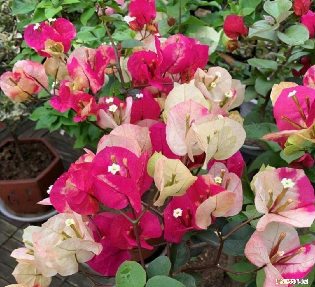 三角梅的养法怎么才能让它开花，养三角梅，记住3个“小技巧”，让它花开满盆