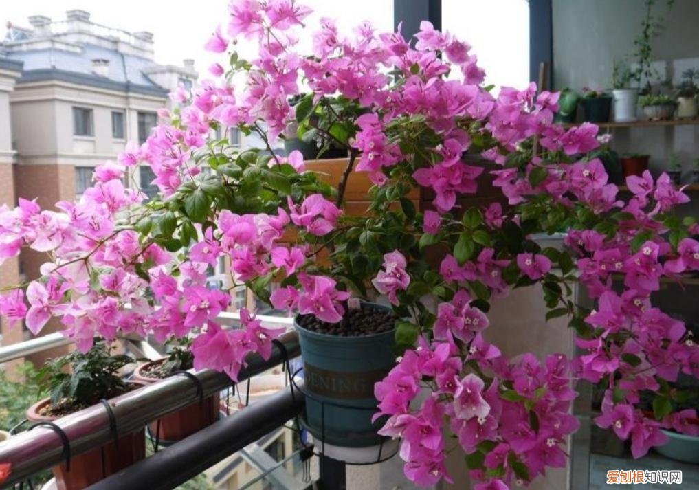 三角梅的养法怎么才能让它开花，养三角梅，记住3个“小技巧”，让它花开满盆