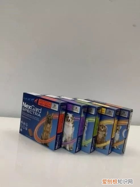 宠物饲养考试题，宠物知识“四六级”考卷，你敢来和新员工小王一决高下吗？