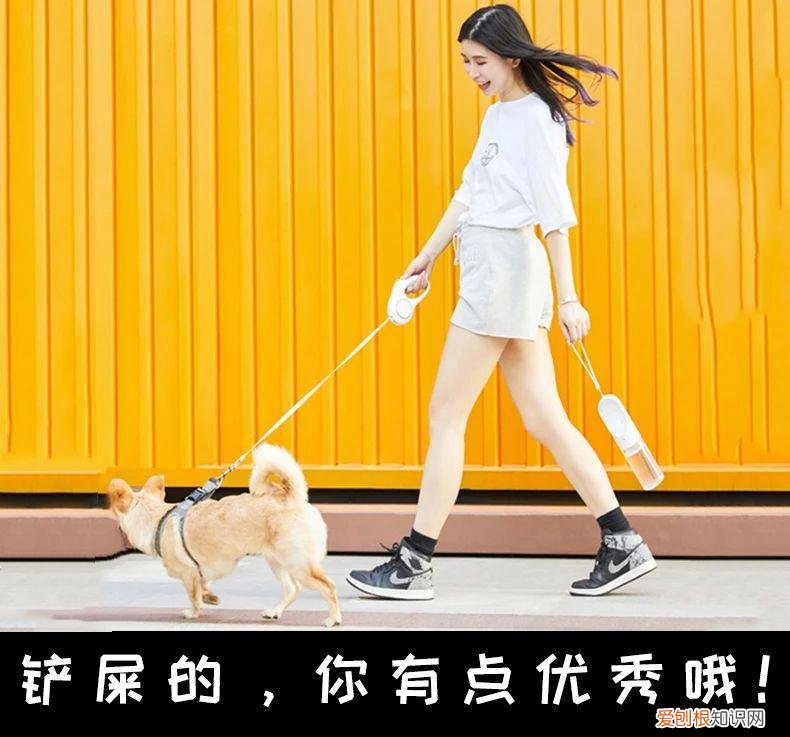 适不适合养狗测试视频，养狗必考 | 20个问题测测你是“合格”的主人吗？