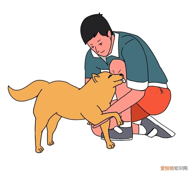 与典同行典亮生活心得体会，与“典”同行：考考你，怎样才是养宠物的正确打开方式？