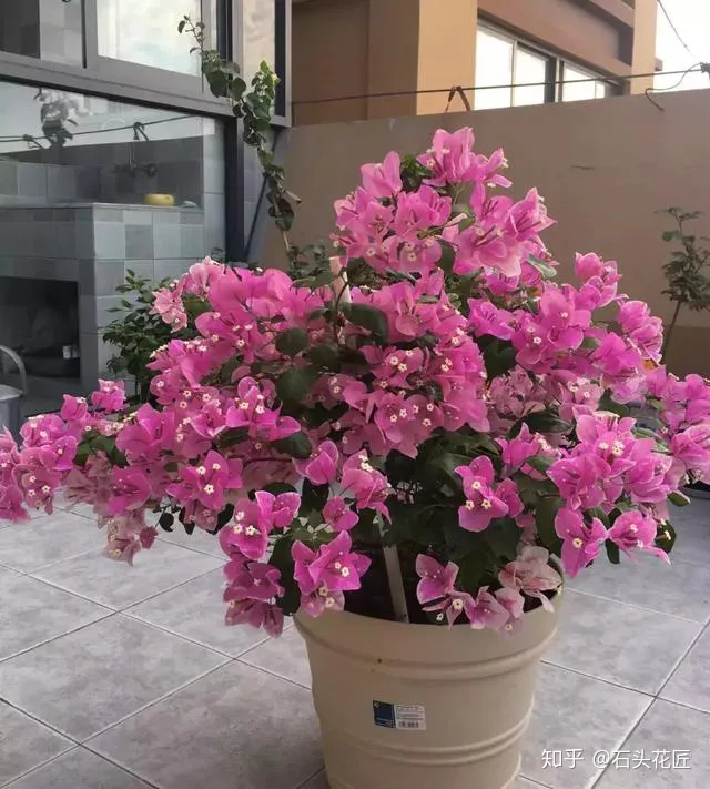 三角梅开花没有叶子是怎么回事，三角梅1朵都不开，叶子嗖嗖冒？赶紧用3招，15天就开花