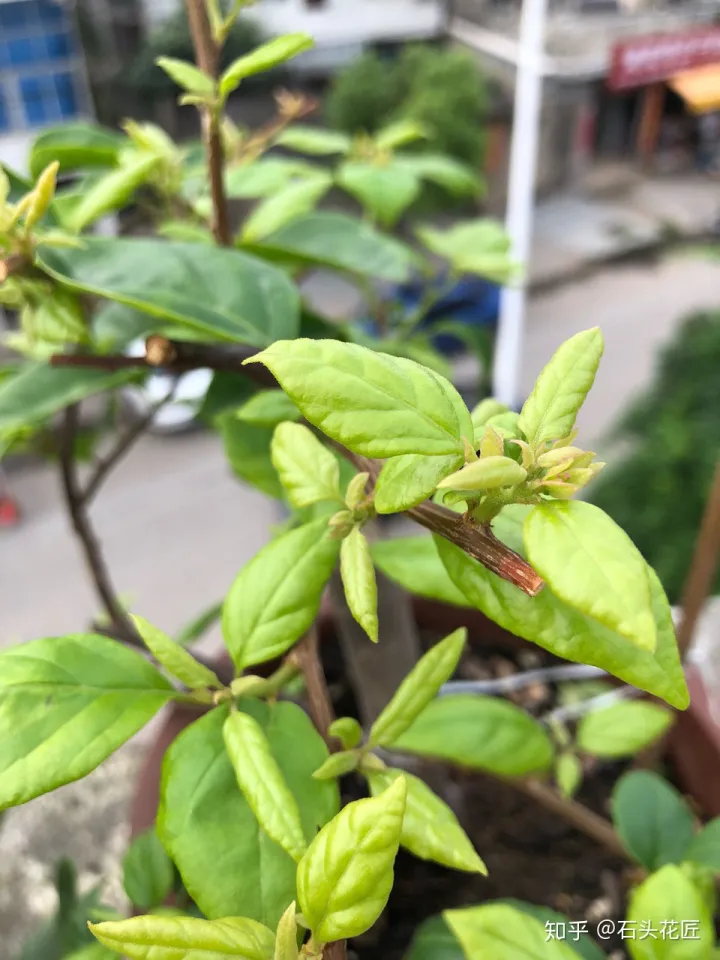 三角梅开花没有叶子是怎么回事，三角梅1朵都不开，叶子嗖嗖冒？赶紧用3招，15天就开花