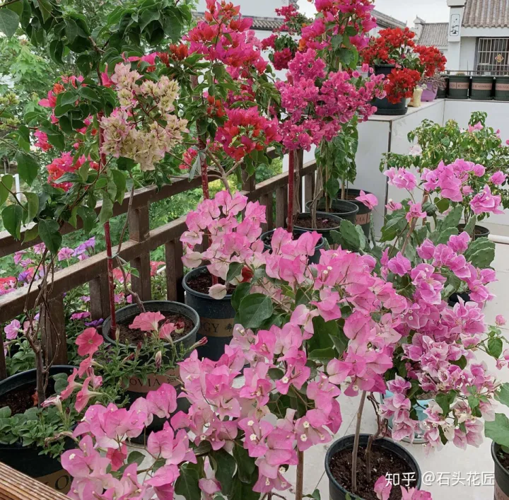 三角梅开花没有叶子是怎么回事，三角梅1朵都不开，叶子嗖嗖冒？赶紧用3招，15天就开花