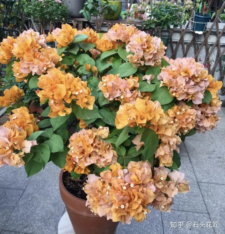 三角梅开花没有叶子是怎么回事，三角梅1朵都不开，叶子嗖嗖冒？赶紧用3招，15天就开花