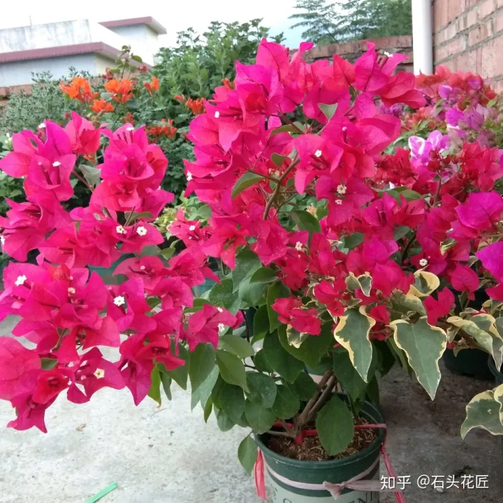 三角梅开花没有叶子是怎么回事，三角梅1朵都不开，叶子嗖嗖冒？赶紧用3招，15天就开花