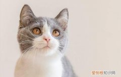 猫肾衰四期一般能活多久，猫肾脏衰竭还能活多久