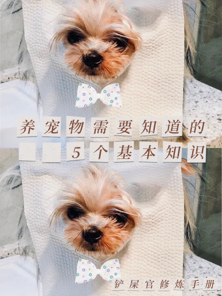 养宠小常识图片，萌宠小知识|养宠物需要知道的5个基本知识