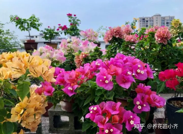 三角梅怎样养开花多视频，养三角梅最怕不开花，如果你是新手，从5点入手，让它一年开多次