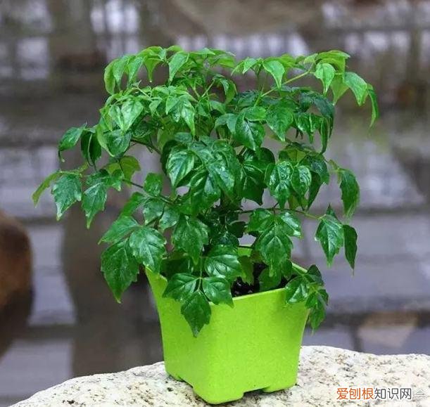 三角梅有花苞的时候施什么肥好，三角梅能不能开花，施肥是关键，营养不足花苞没劲窜