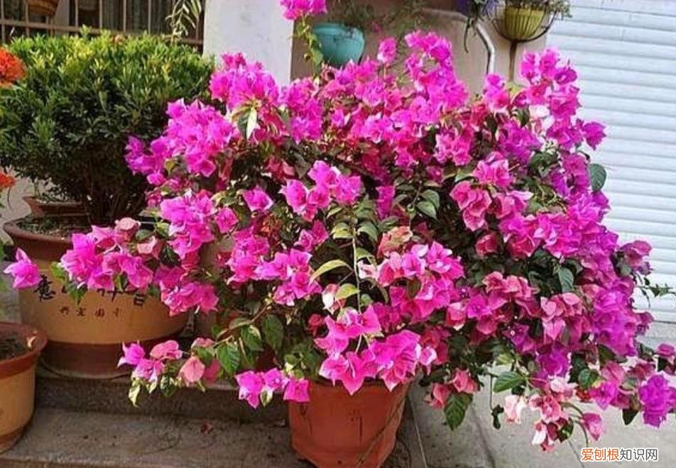 三角梅喜阴还是喜阳植物，三角梅有“3喜2怕”，摸透它的习性，又多又勤