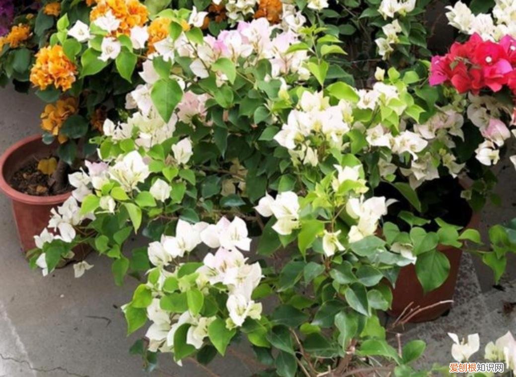 三角梅喜阴还是喜阳植物，三角梅有“3喜2怕”，摸透它的习性，又多又勤