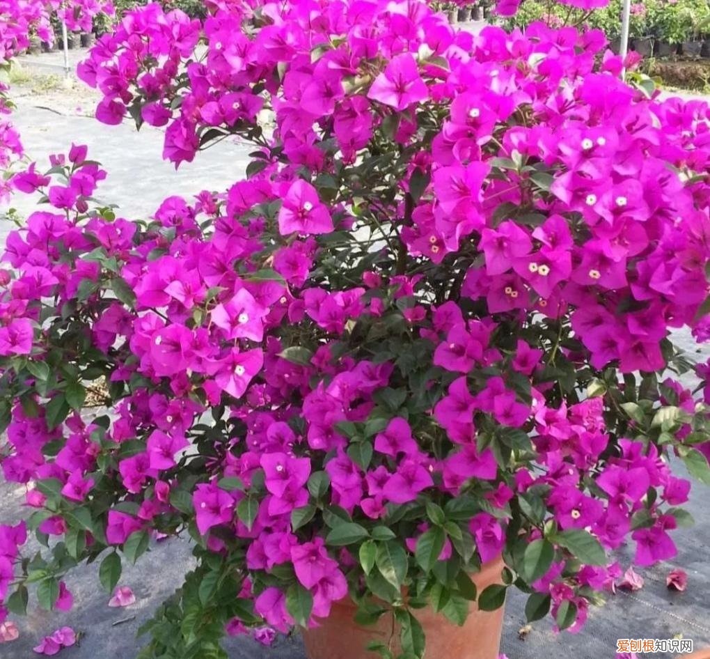 三角梅喜阴还是喜阳植物，三角梅有“3喜2怕”，摸透它的习性，又多又勤
