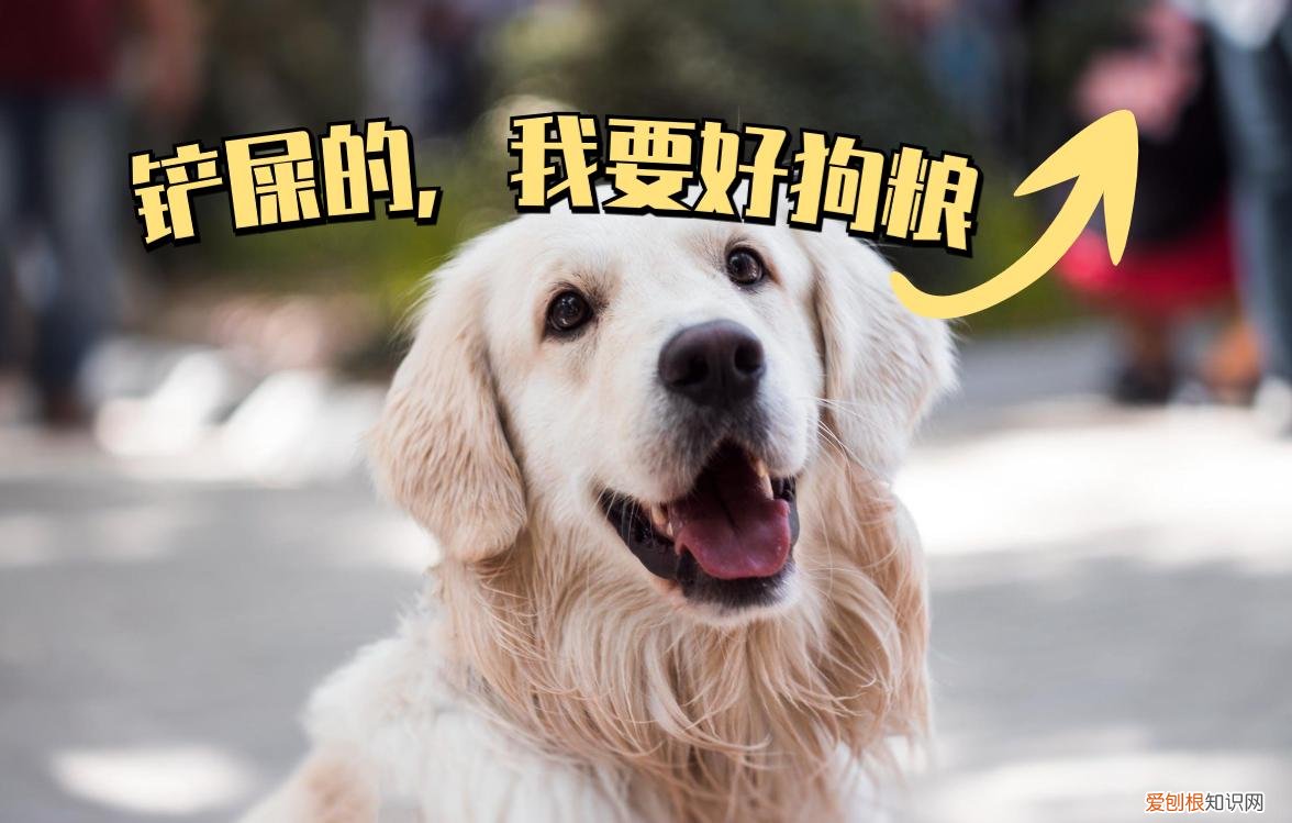 关于养狗问题，如果你不知道这些“养狗必备知识”，真是白养狗了