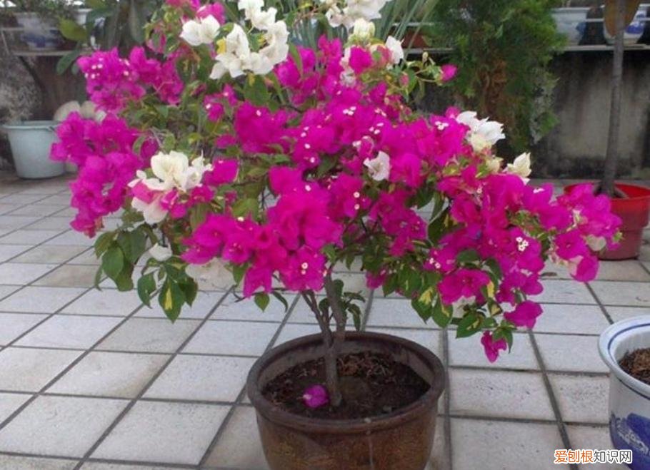 三角梅开花不断,全靠这一招!，三角梅有“3喜1怕”，难怪开花少，现在改正还来得及