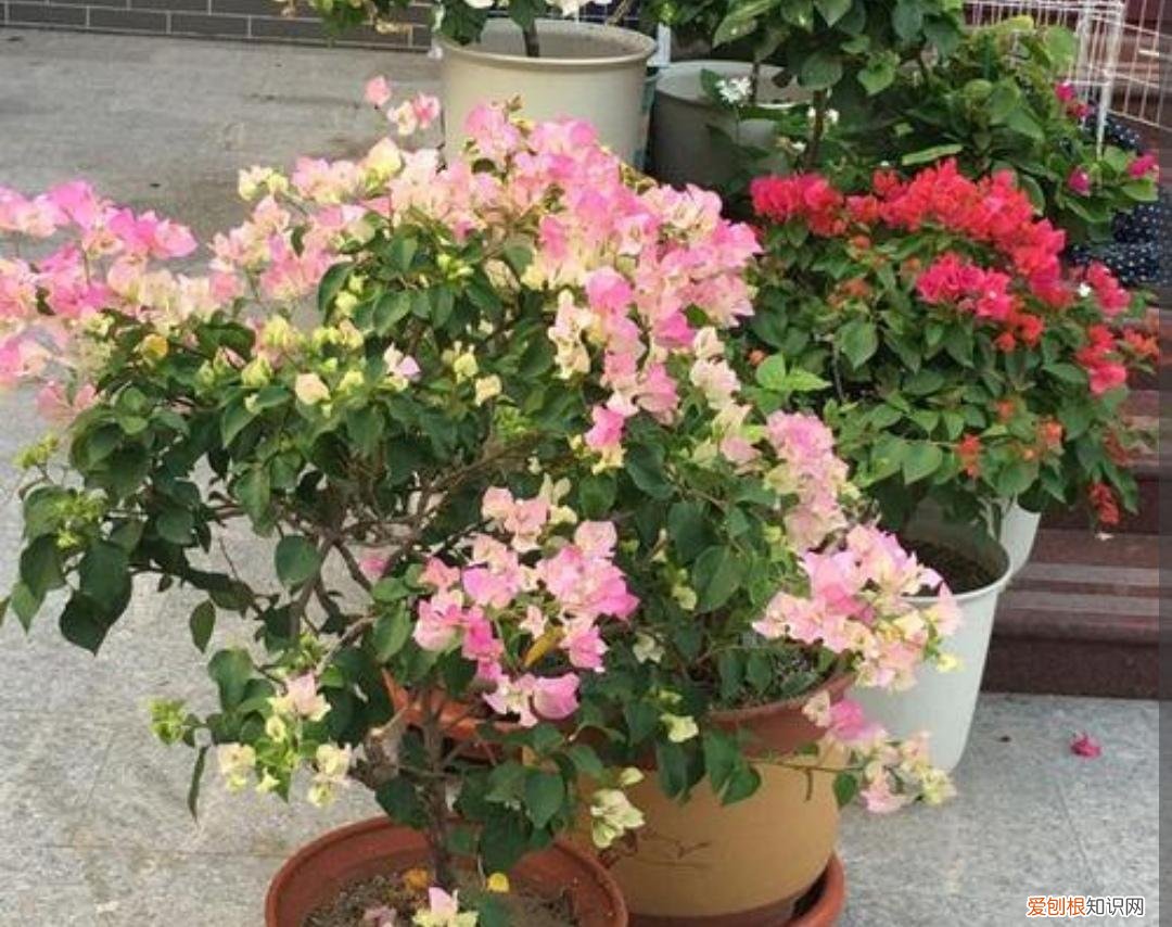 三角梅开花不断,全靠这一招!，三角梅有“3喜1怕”，难怪开花少，现在改正还来得及