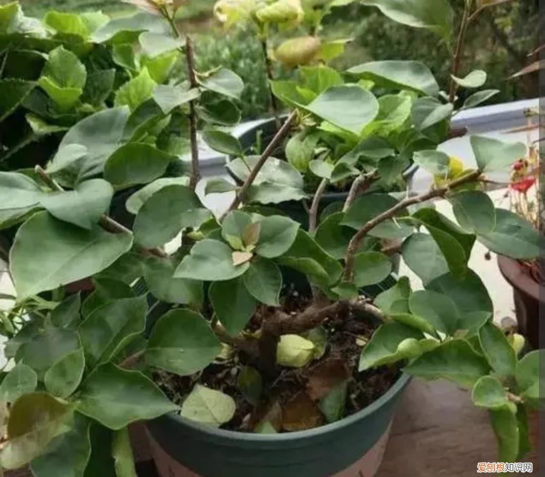 三角梅开花不断,全靠这一招!，三角梅有“3喜1怕”，难怪开花少，现在改正还来得及