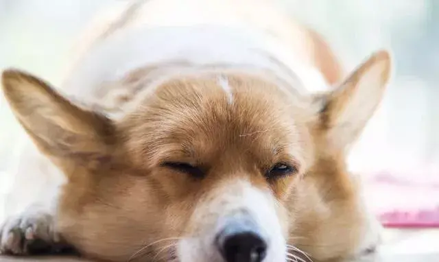 建议收藏 刚养狗的注意事项,新手养狗指南,这6个基本常识一定要记牢