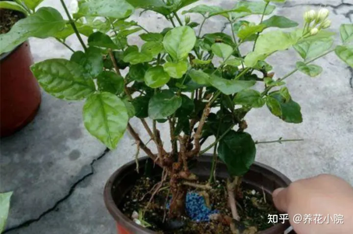 花树冬天要剪枝吗，三种花，冬天剪一剪，明年长得旺，多开花