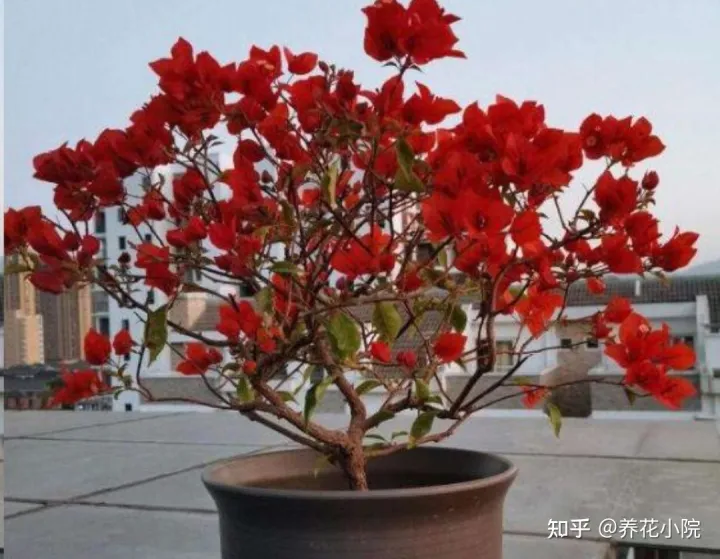花树冬天要剪枝吗，三种花，冬天剪一剪，明年长得旺，多开花