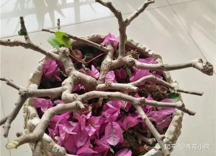 花树冬天要剪枝吗，三种花，冬天剪一剪，明年长得旺，多开花