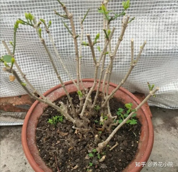 花树冬天要剪枝吗，三种花，冬天剪一剪，明年长得旺，多开花