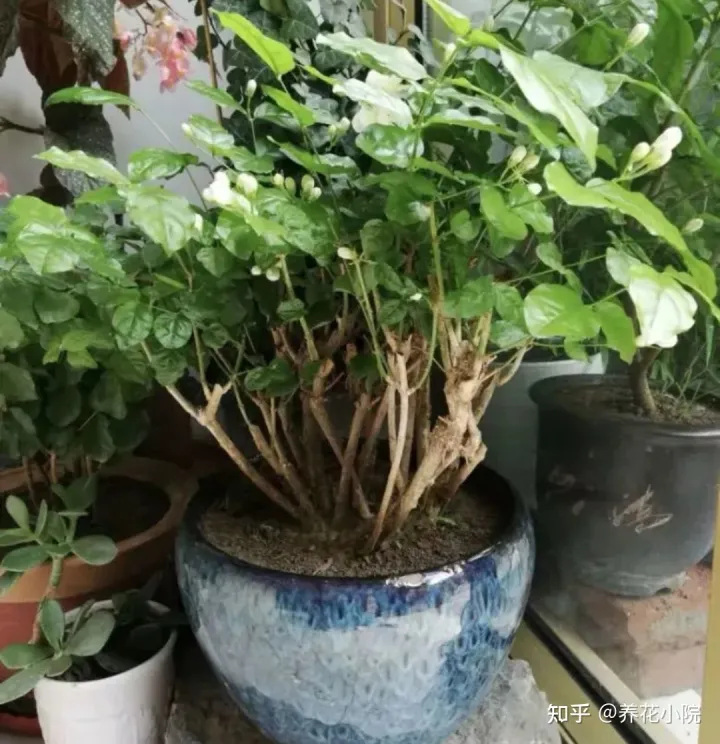 花树冬天要剪枝吗，三种花，冬天剪一剪，明年长得旺，多开花