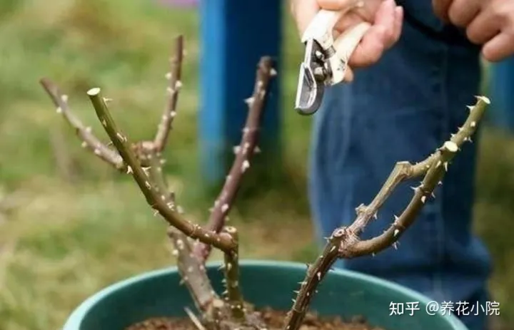 花树冬天要剪枝吗，三种花，冬天剪一剪，明年长得旺，多开花