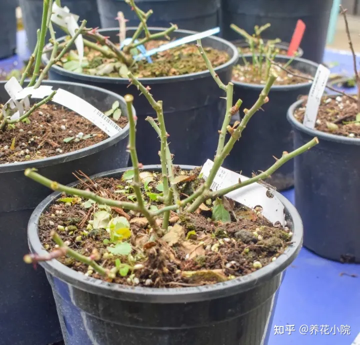 花树冬天要剪枝吗，三种花，冬天剪一剪，明年长得旺，多开花
