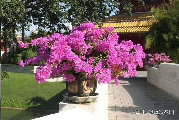 三角梅什么时候开花,一年开几次花,三角梅一年只开一次花?这样做,可让你的三角梅一年四季循环开花!