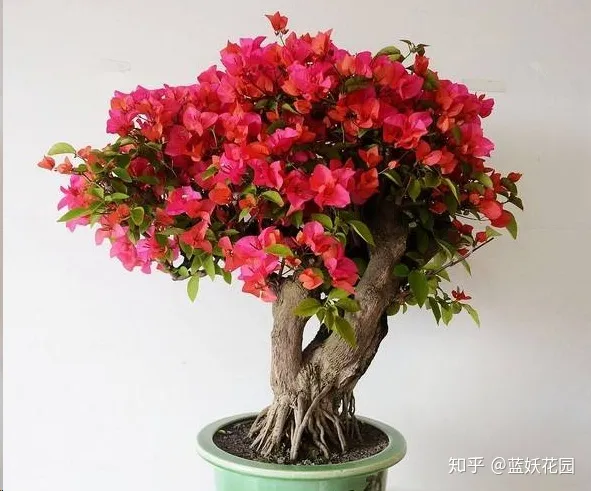 三角梅什么时候开花,一年开几次花,三角梅一年只开一次花?这样做,可让你的三角梅一年四季循环开花!