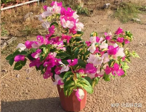 三角梅什么时候开花,一年开几次花,三角梅一年只开一次花?这样做,可让你的三角梅一年四季循环开花!