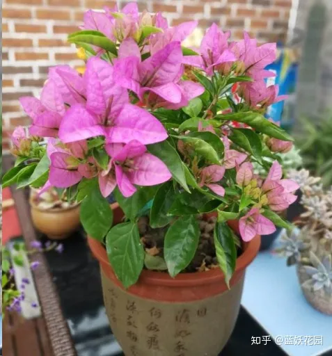 三角梅什么时候开花,一年开几次花,三角梅一年只开一次花?这样做,可让你的三角梅一年四季循环开花!