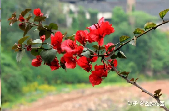 三角梅什么时候开花,一年开几次花,三角梅一年只开一次花?这样做,可让你的三角梅一年四季循环开花!