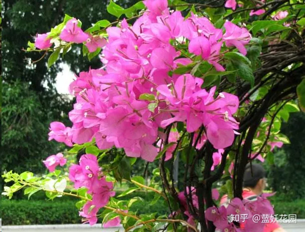 三角梅什么时候开花,一年开几次花,三角梅一年只开一次花?这样做,可让你的三角梅一年四季循环开花!