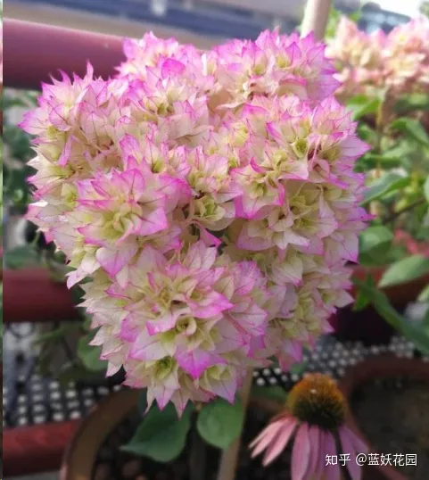 三角梅什么时候开花,一年开几次花,三角梅一年只开一次花?这样做,可让你的三角梅一年四季循环开花!