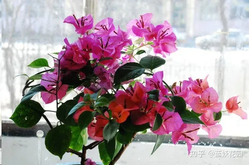 三角梅什么时候开花,一年开几次花,三角梅一年只开一次花?这样做,可让你的三角梅一年四季循环开花!