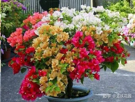 三角梅什么时候开花,一年开几次花,三角梅一年只开一次花?这样做,可让你的三角梅一年四季循环开花!