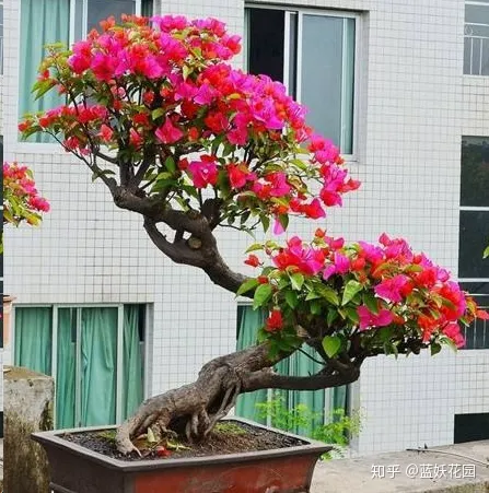 三角梅什么时候开花,一年开几次花,三角梅一年只开一次花?这样做,可让你的三角梅一年四季循环开花!