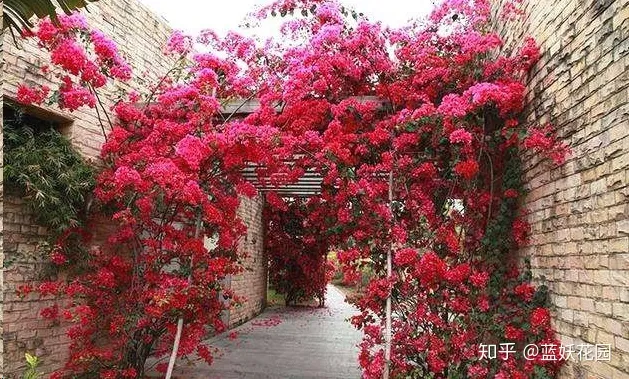 三角梅什么时候开花,一年开几次花,三角梅一年只开一次花?这样做,可让你的三角梅一年四季循环开花!
