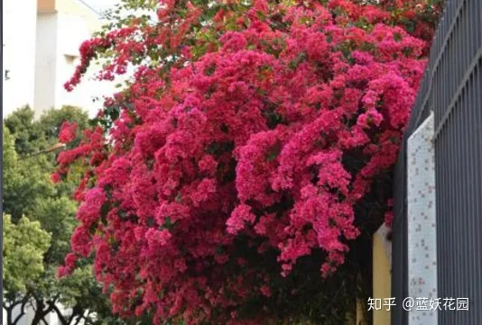 三角梅什么时候开花,一年开几次花,三角梅一年只开一次花?这样做,可让你的三角梅一年四季循环开花!