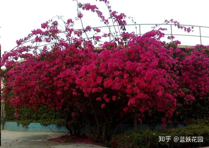 三角梅什么时候开花,一年开几次花,三角梅一年只开一次花?这样做,可让你的三角梅一年四季循环开花!